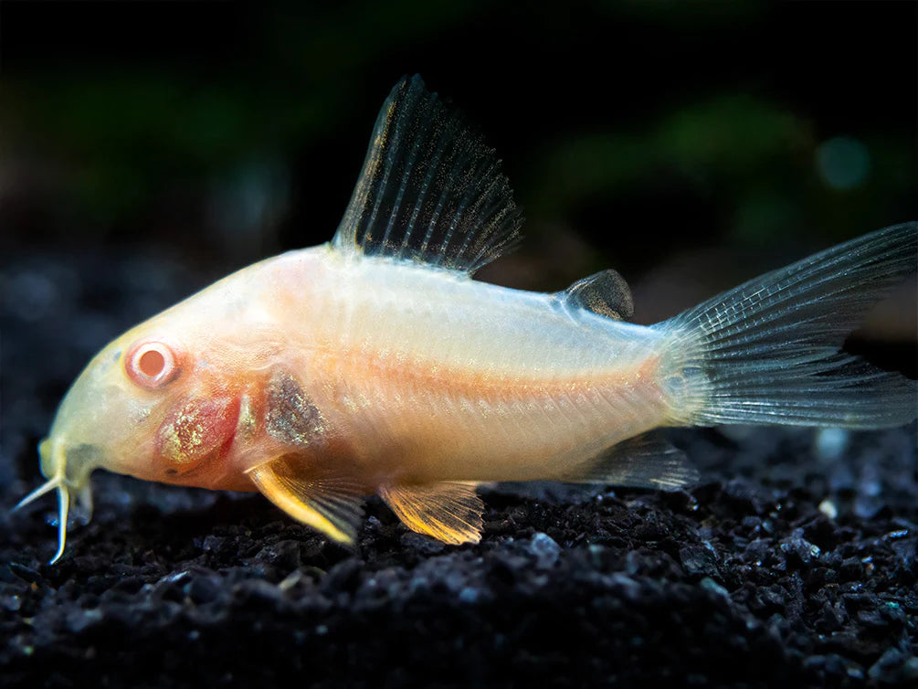 Albino Corydora