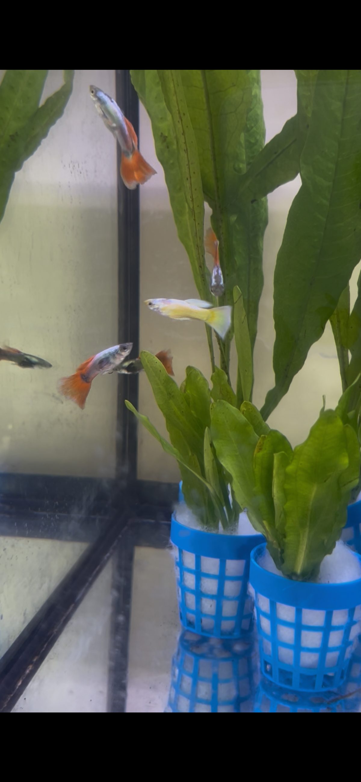 Platinum Dumbo Ear Guppy (Male) – Show Grade