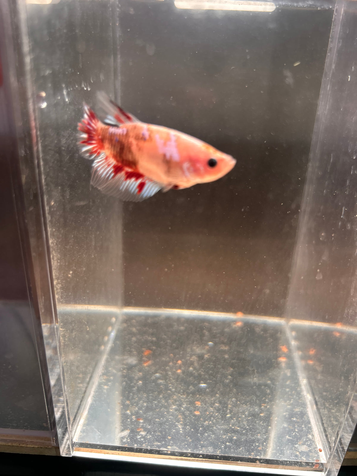 Candy Koi Galaxy Male Betta