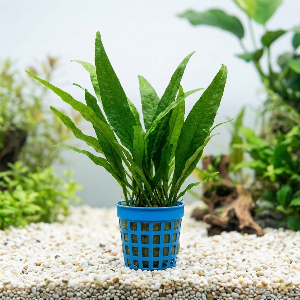 Java Fern (Microsorum pteropus) - Hardy Aquatic Plant, Low Light