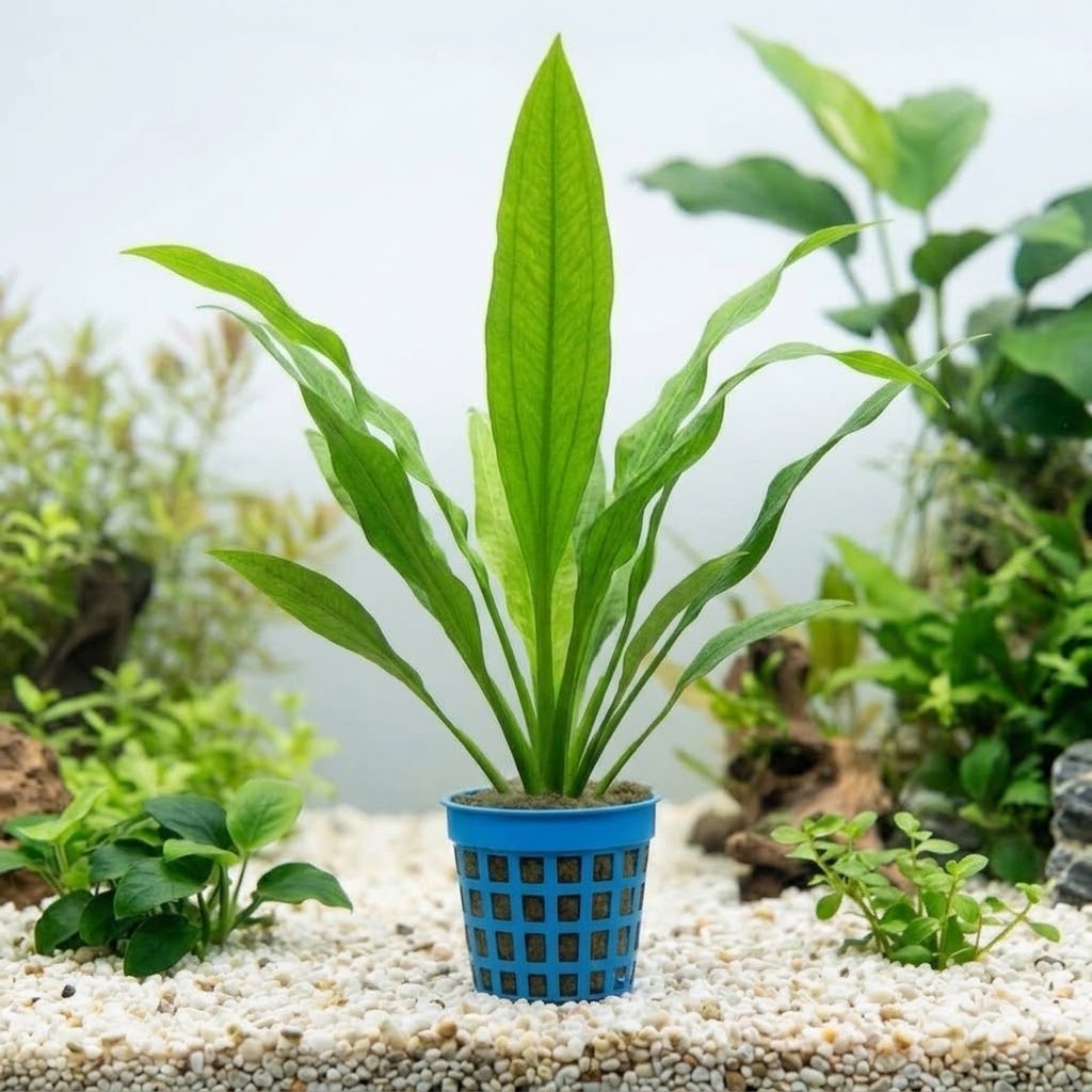 Premium Potted Amazon Sword (Echinodorus sp.) – Broad Leaf Centrepiece Plant