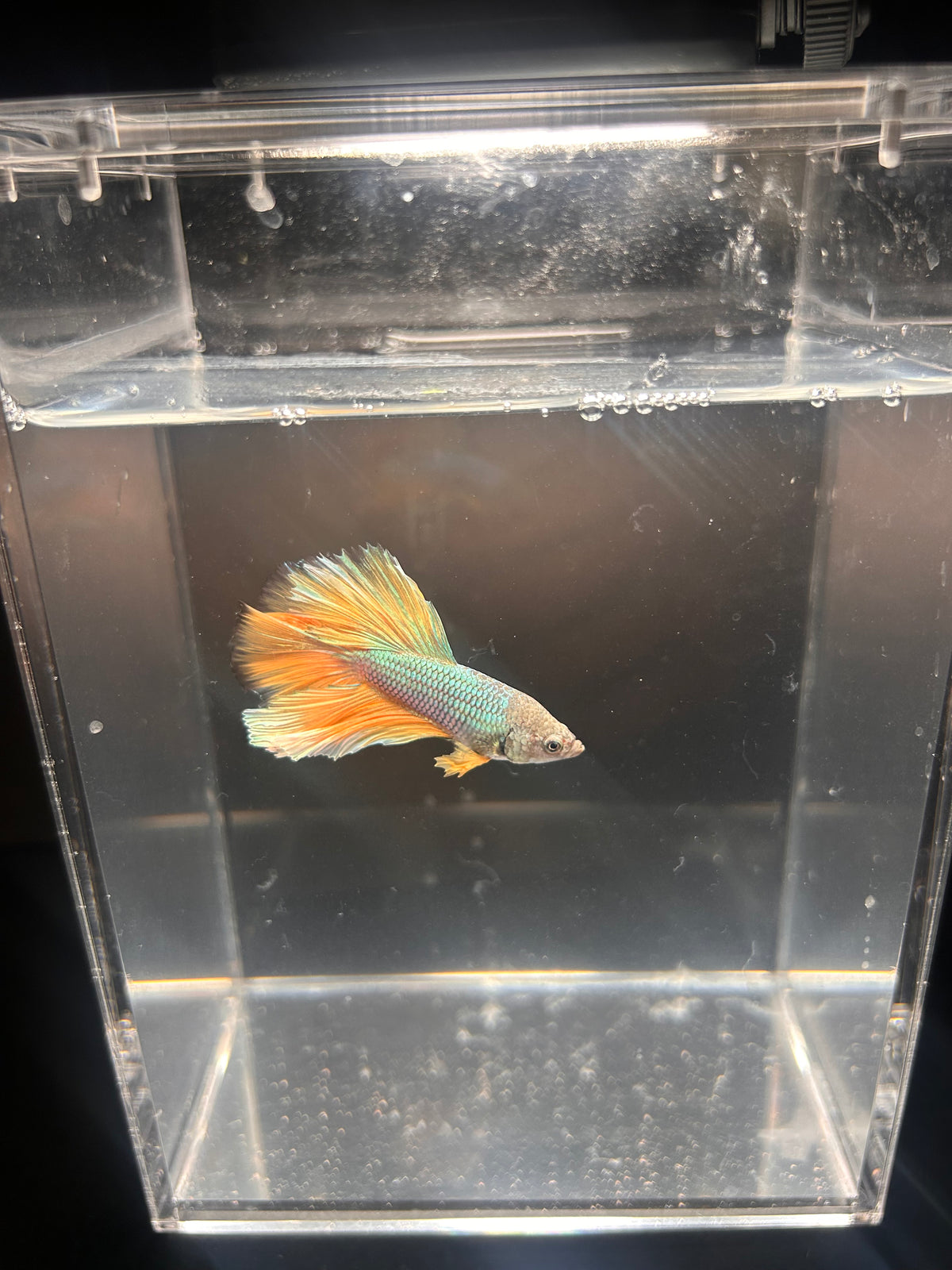 Tropical Fish
