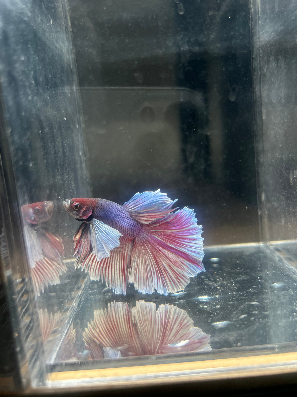 Betta Fish