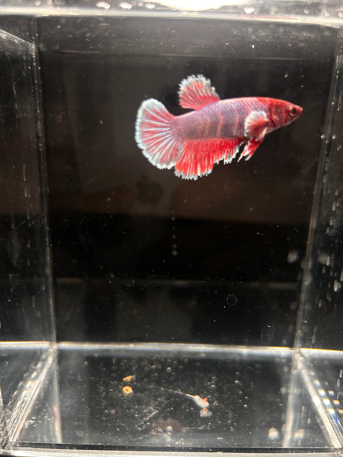 Dumbo Ear Magenta Purple Dragon Scale Female Betta