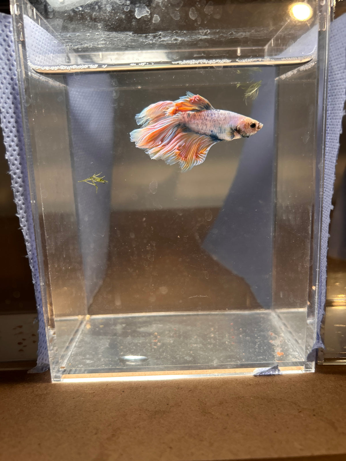 Premium Yellow Dragon Halfmoon Male Betta