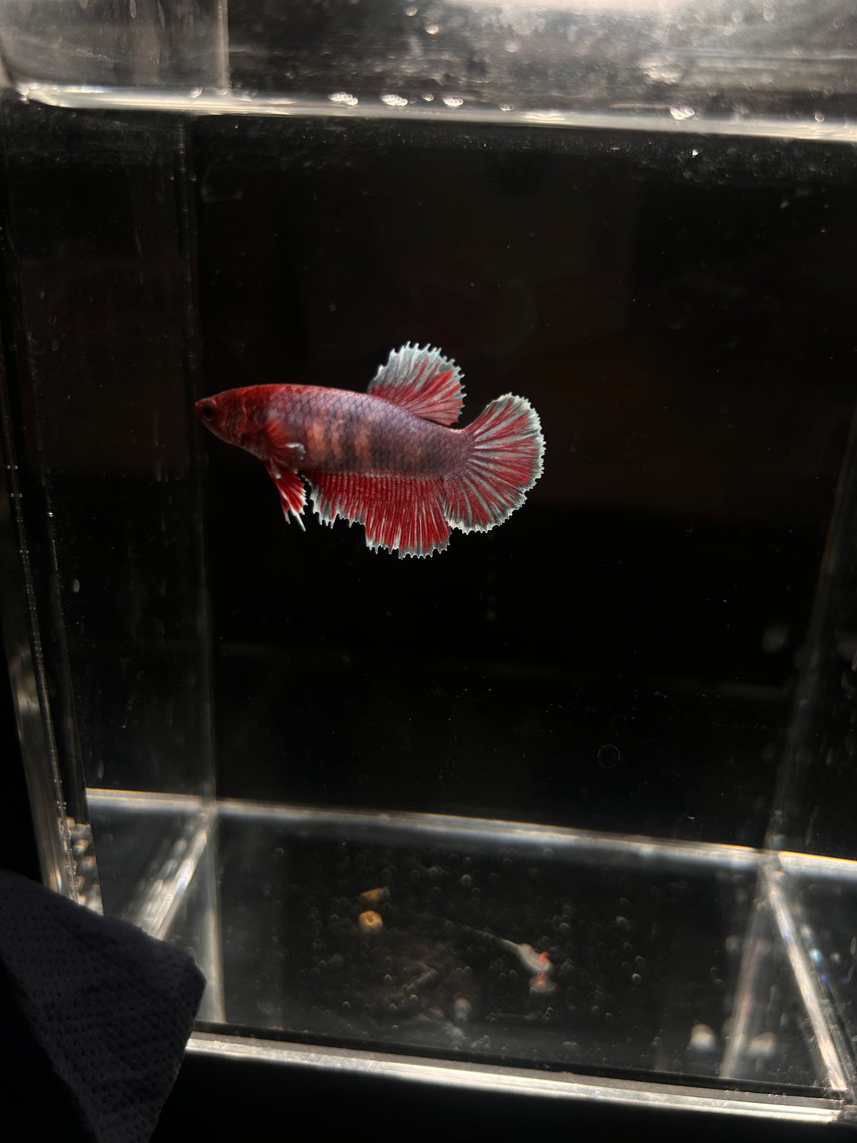 Dumbo Ear Magenta Purple Dragon Scale Female Betta