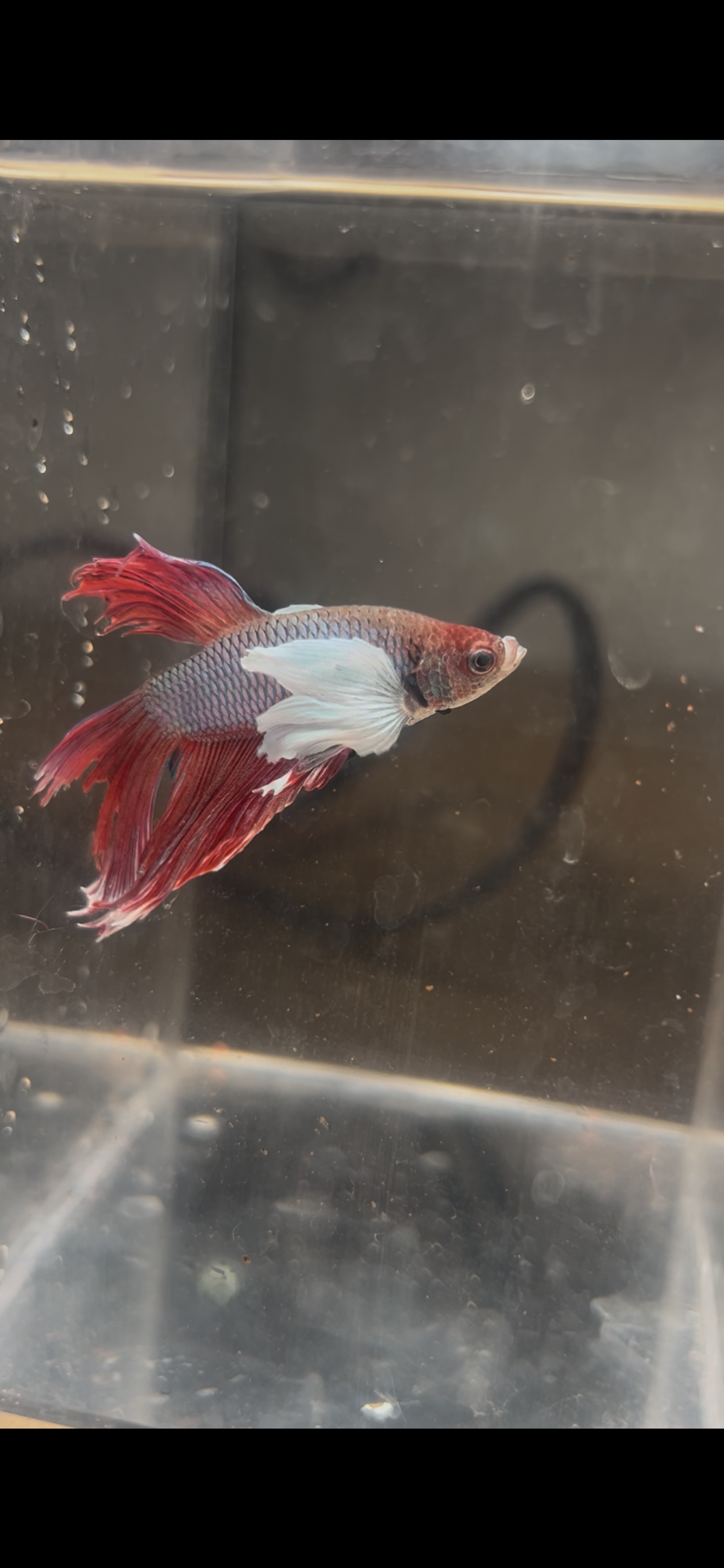 Premium Dumbo Ear Metallic Magenta Male Betta