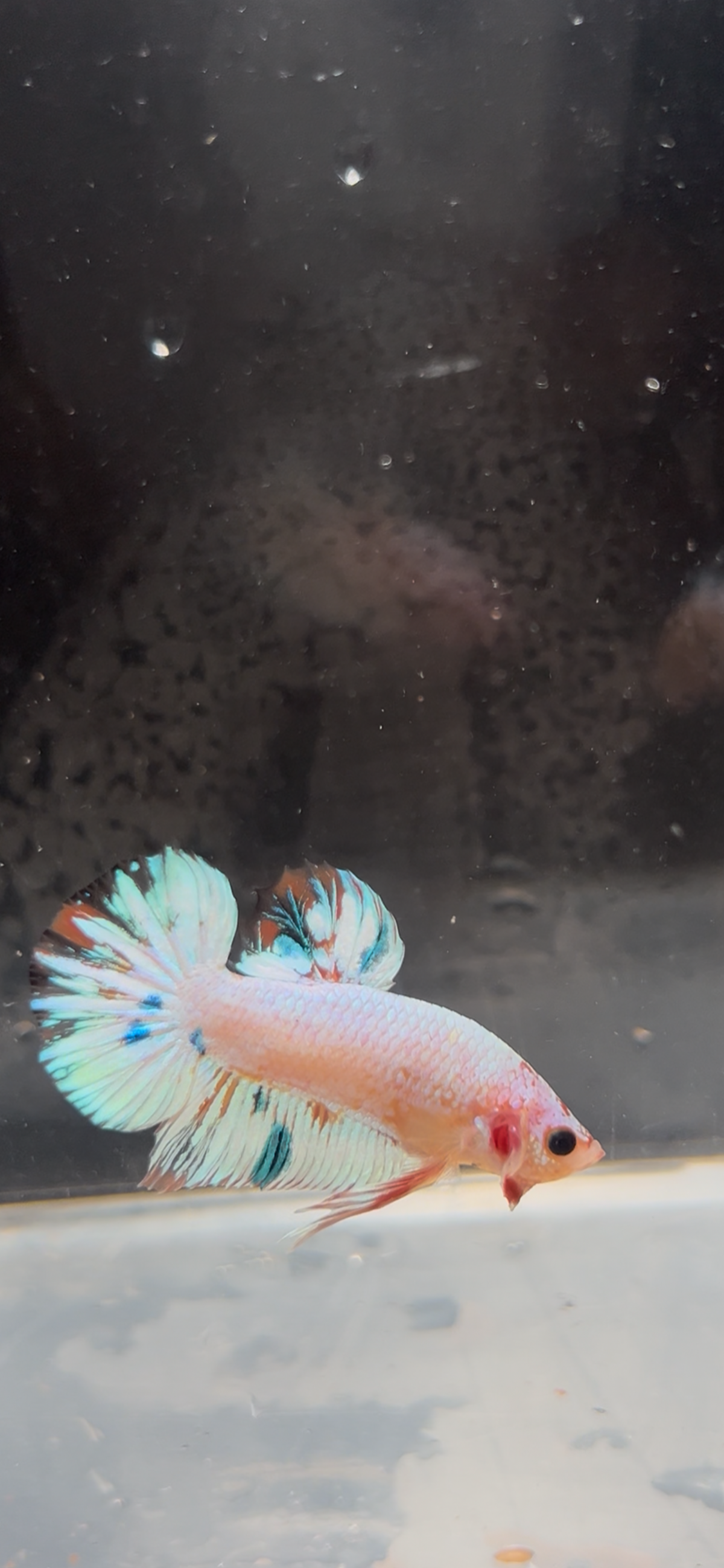 Candy Marble Plakat Male Betta