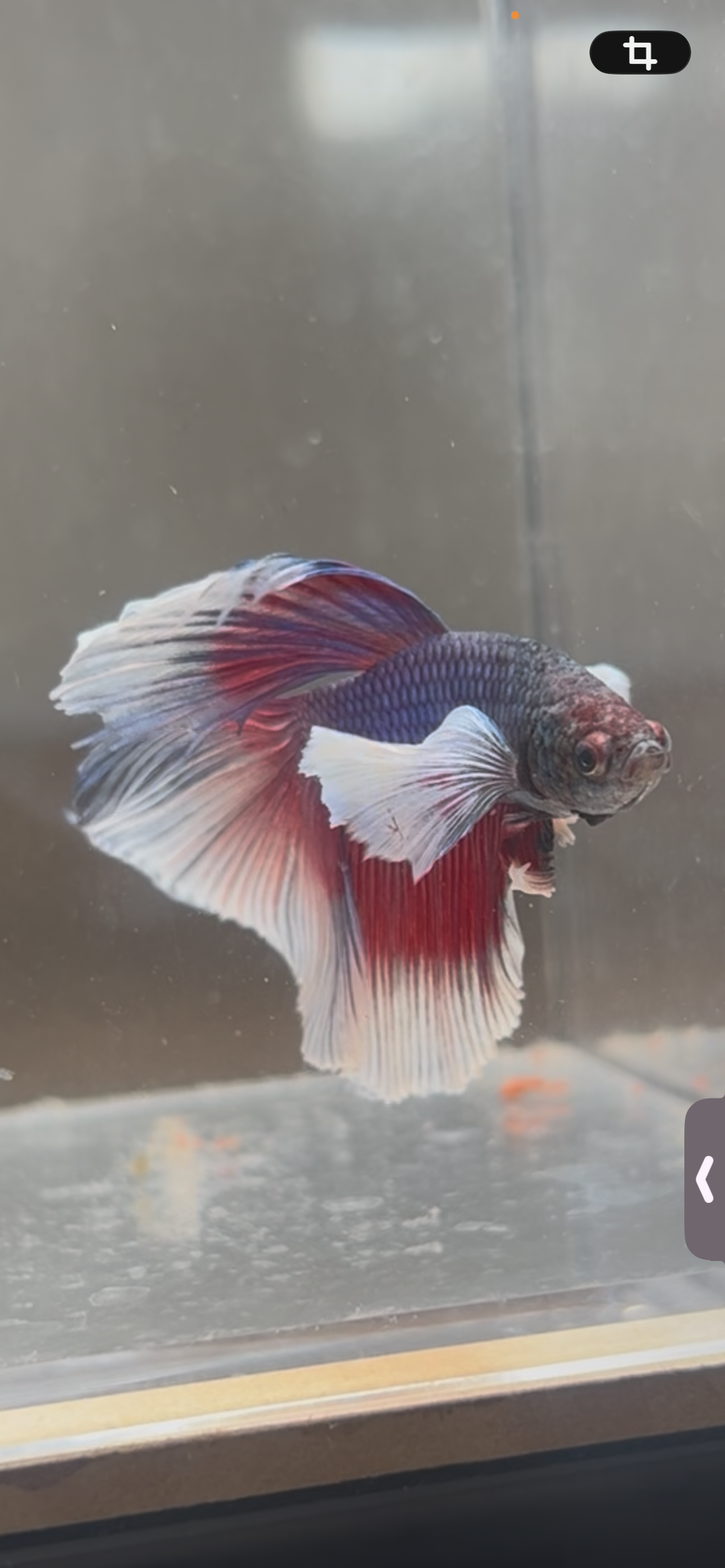 Premium Dumbo Ear Lavender Halfmoon Male Betta