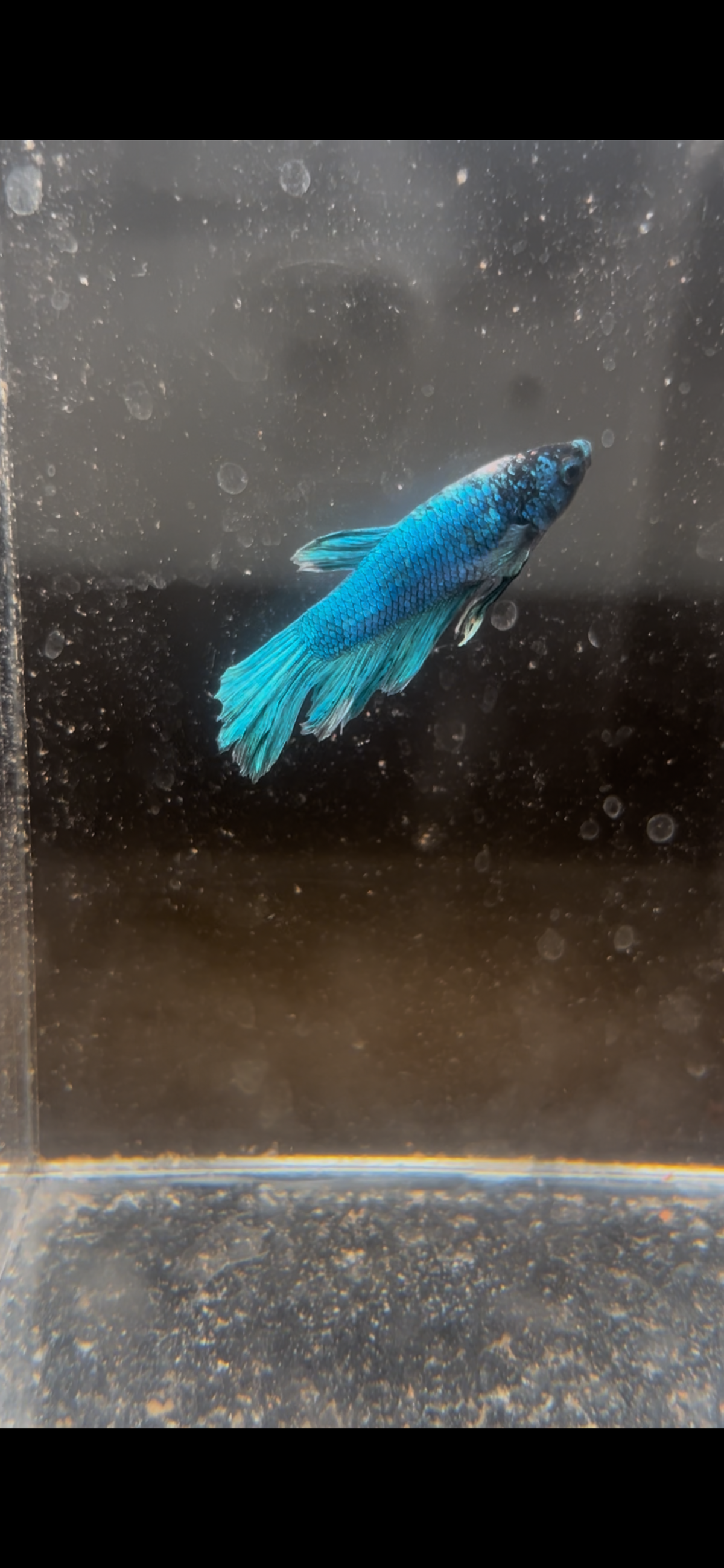 Male Metallic Royal Blue Betta Fish