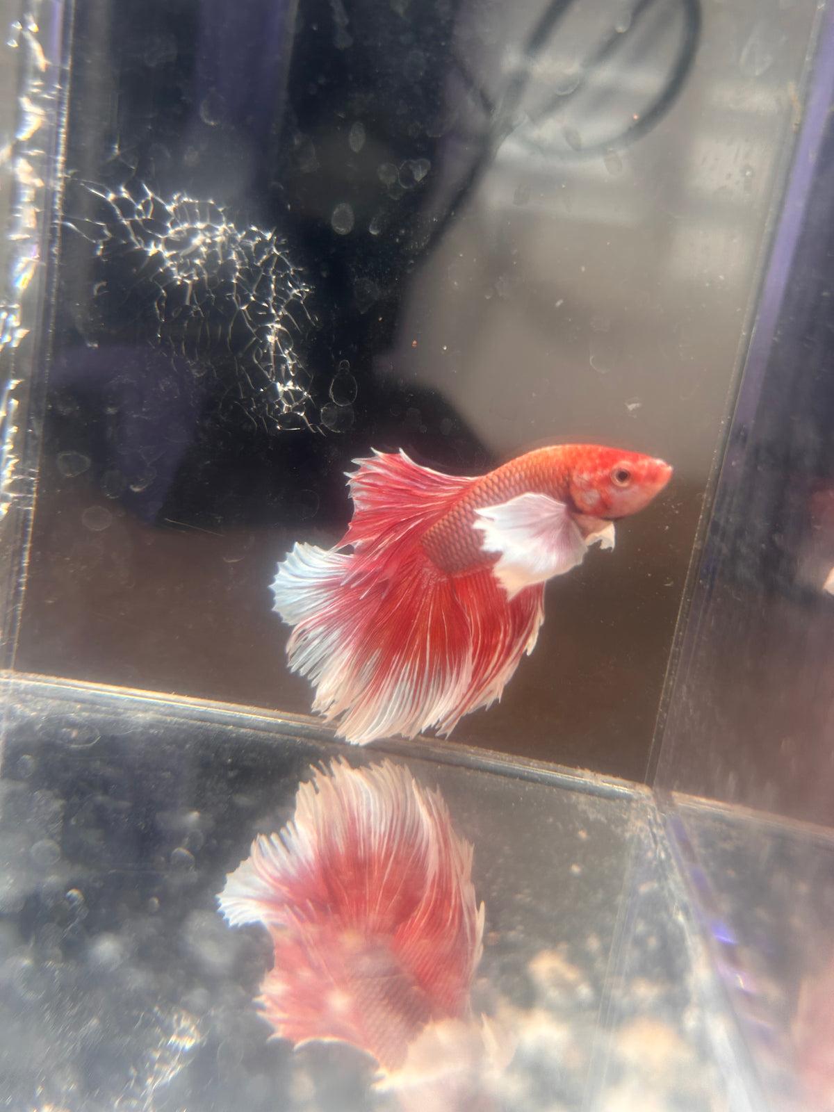 Dumbo Ear Red & White Halfmoon Male Betta