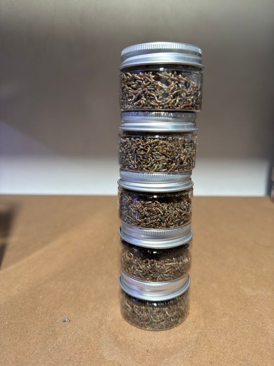 Freeze Dried Bloodworm
