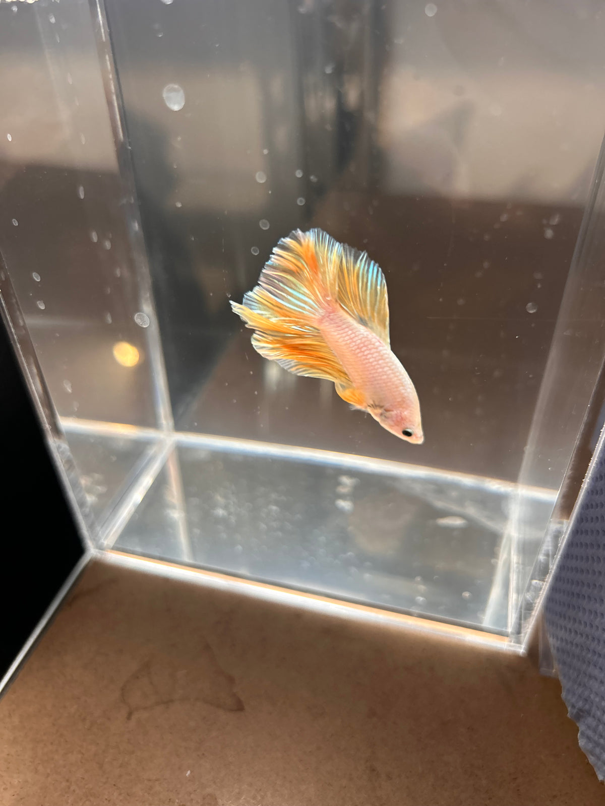 Premium Yellow Dragon Halfmoon Male Betta