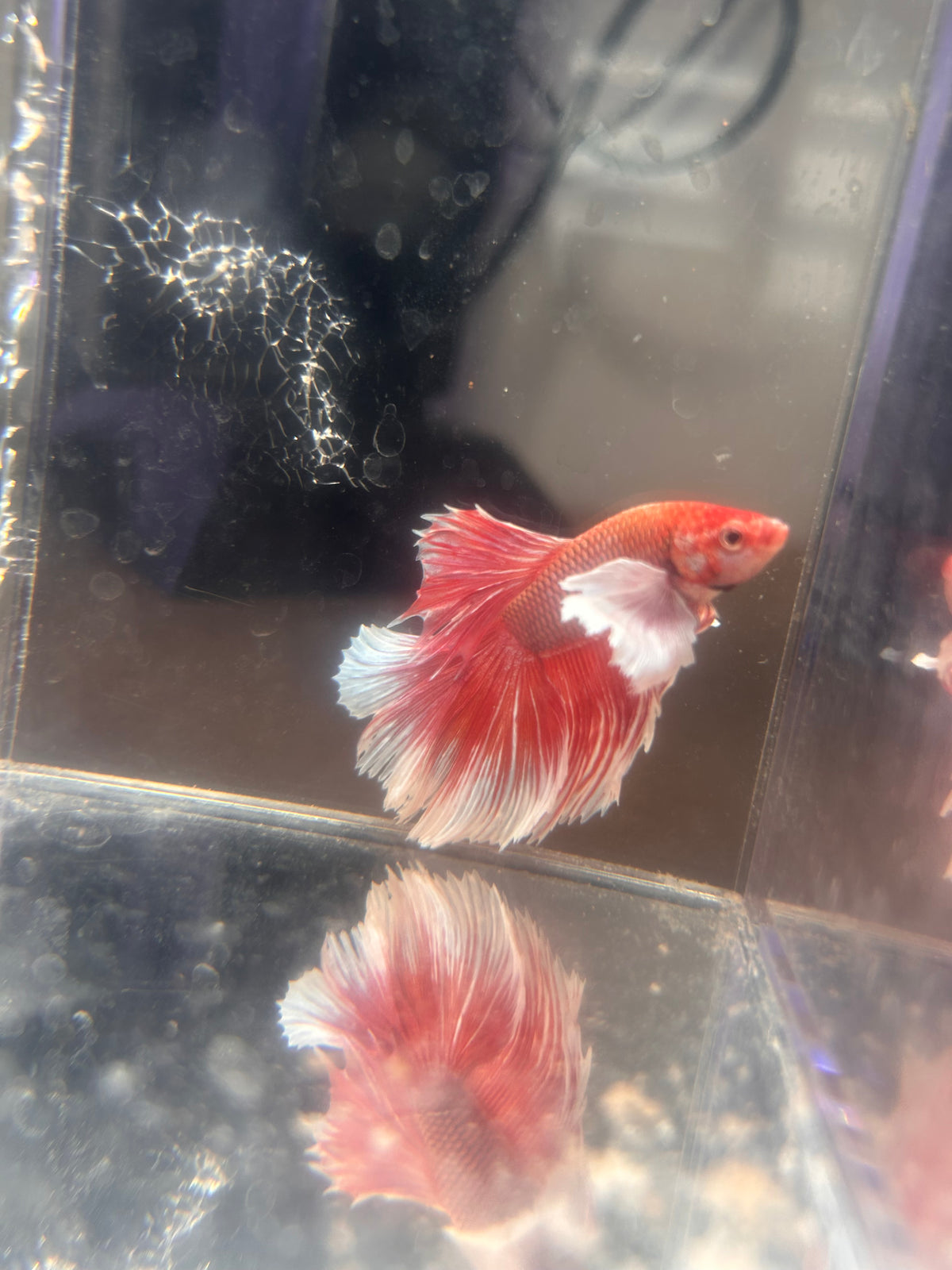 Dumbo Ear Red & White Halfmoon Male Betta
