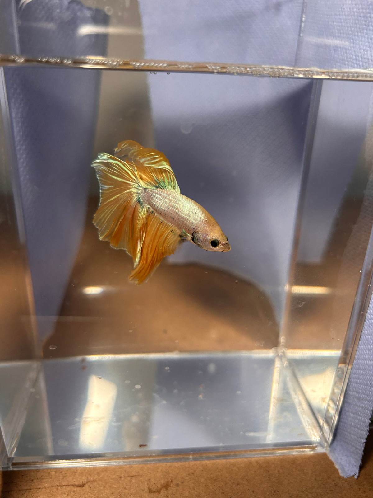 Premium Yellow Dragon Halfmoon Male Betta