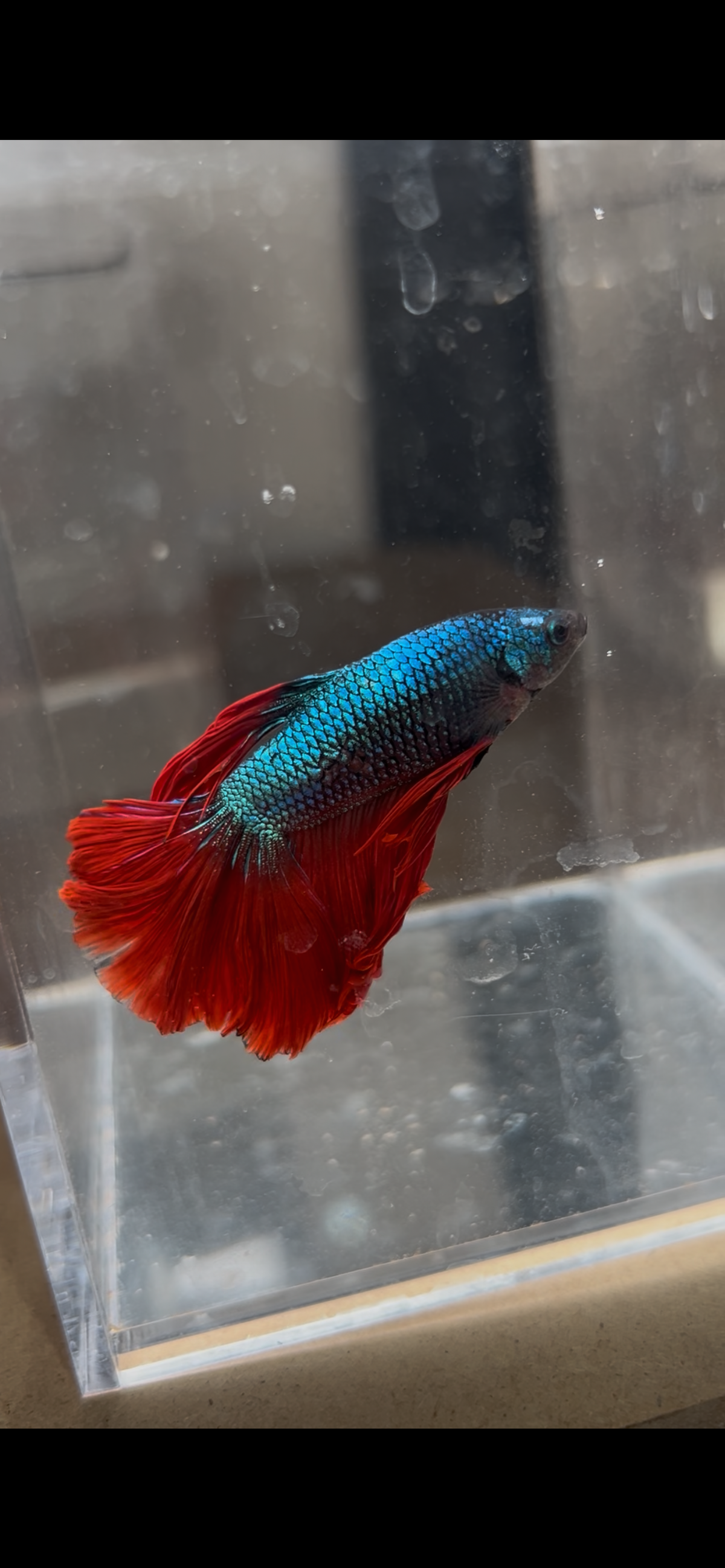Male Blue Dragon Scale Halfmoon Betta Fish