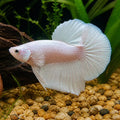 White Plakat Male Fighter