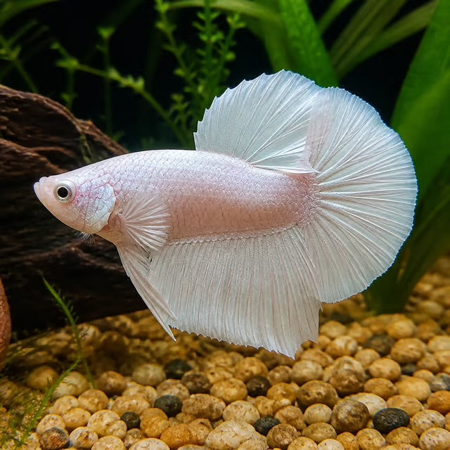 White Plakat Male Fighter