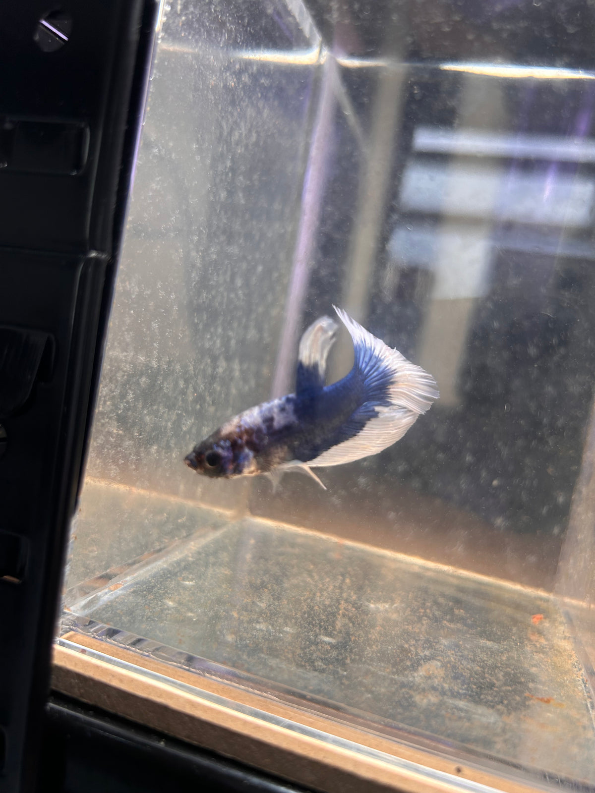 Blue Rim Marble Male Betta