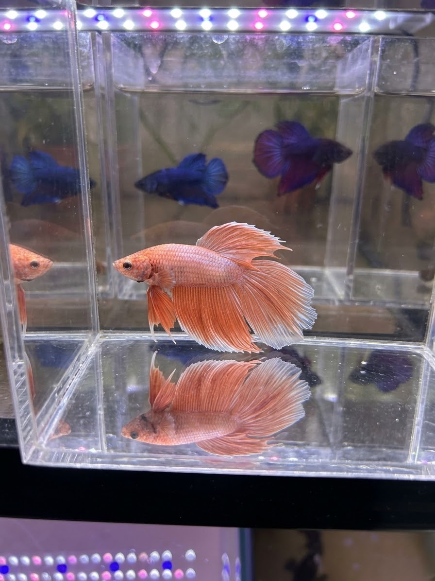Male Peach / Coral Veiltail Betta Fish