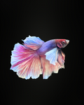High-Grade Male Betta + Live Planted Tank Starter Bundle [Free Delivery]