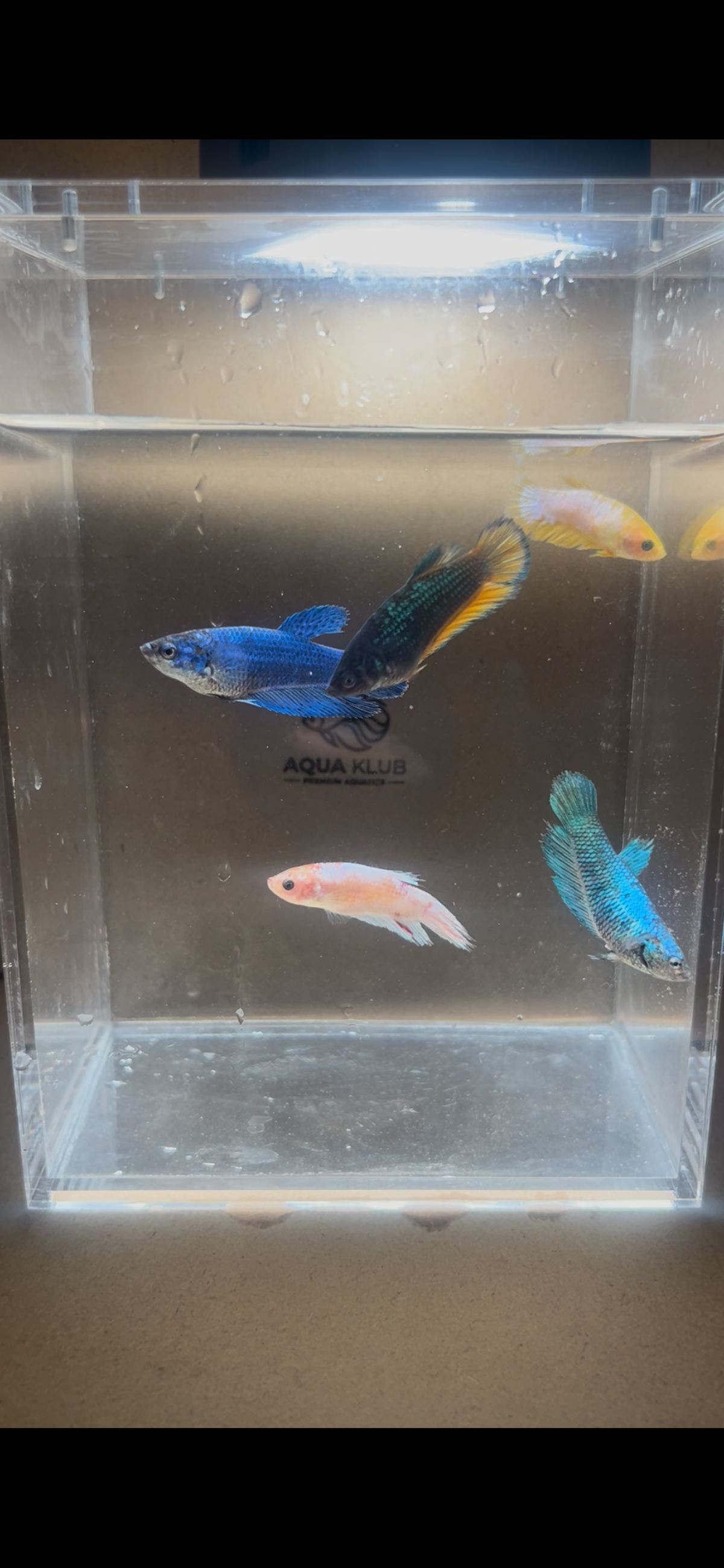 Premium Mixed Assortment Female Betta 5-Pack Sorority Bundle