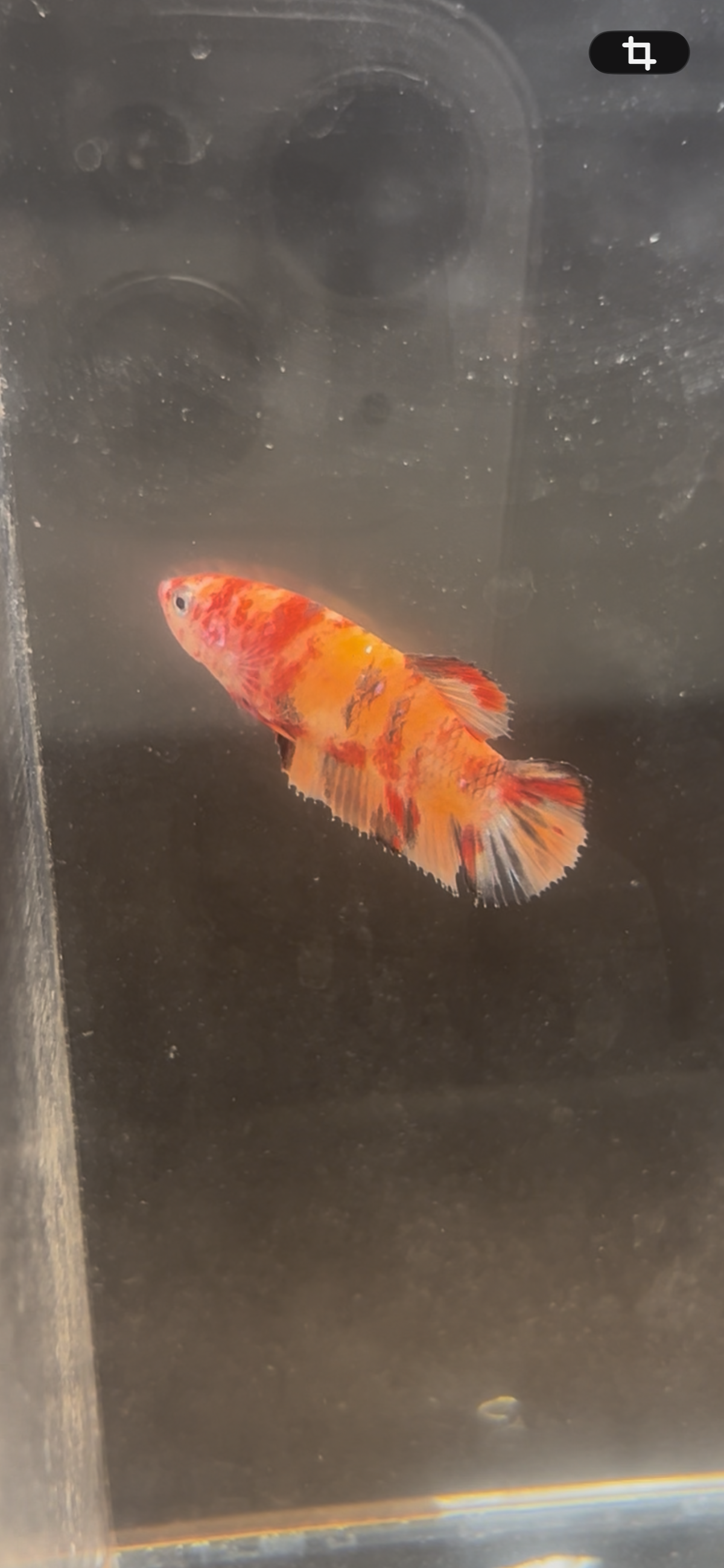 Premium Candy Tiger Koi Plakat Female Betta