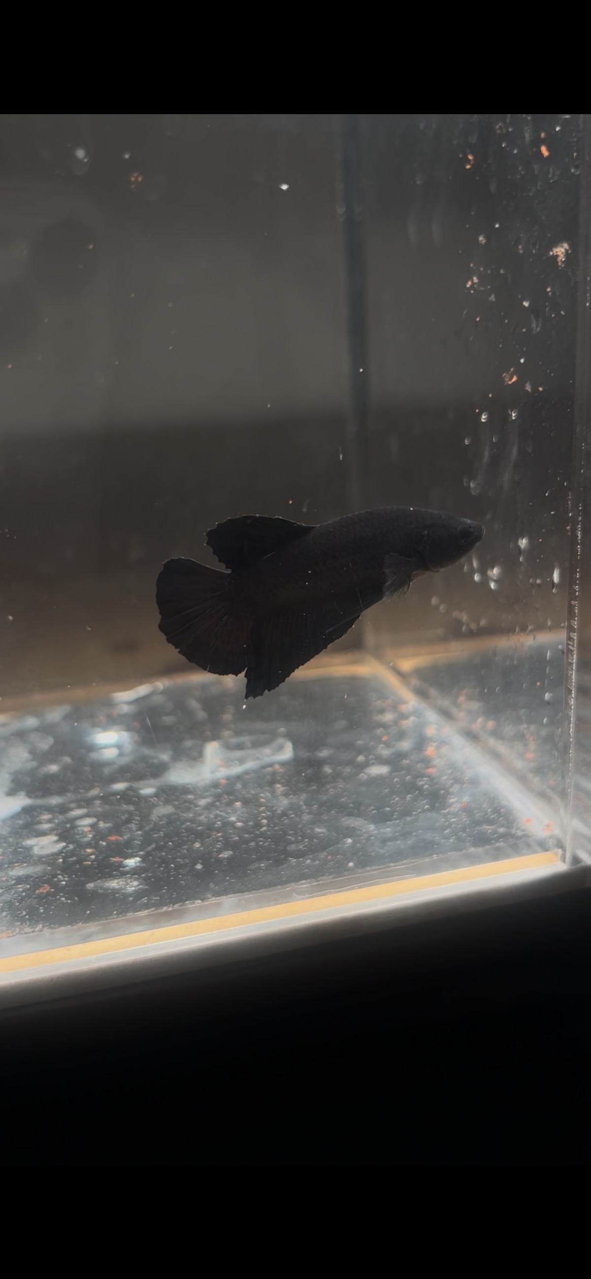 Premium Vantablack  Plakat Betta (Male)