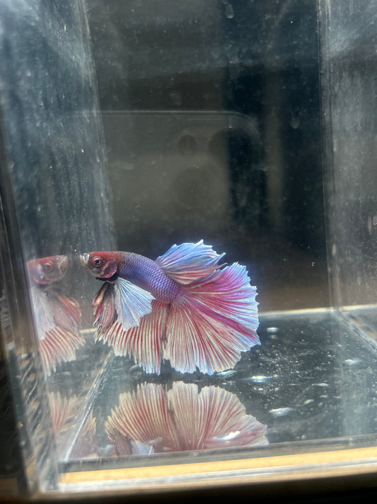 Premium Male Elephant Ear Dumbo Halfmoon Betta – Iridescent Purple & Rose Pink