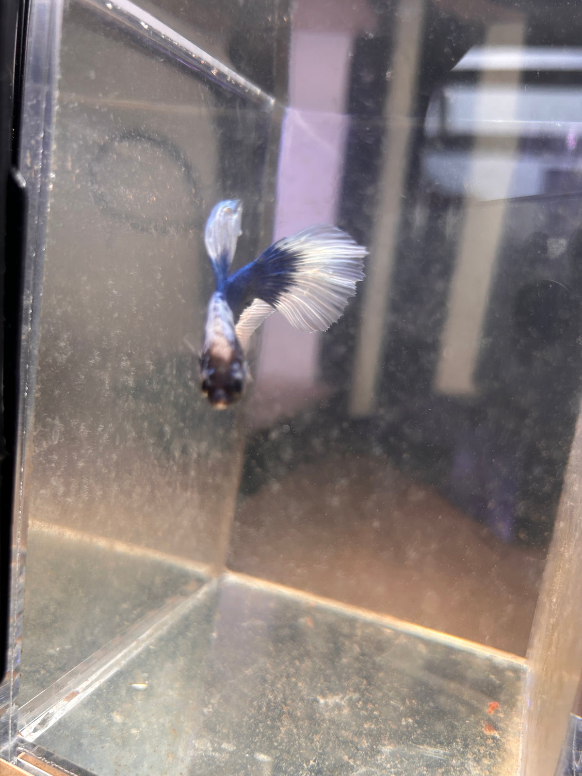 Blue Rim Marble Male Betta