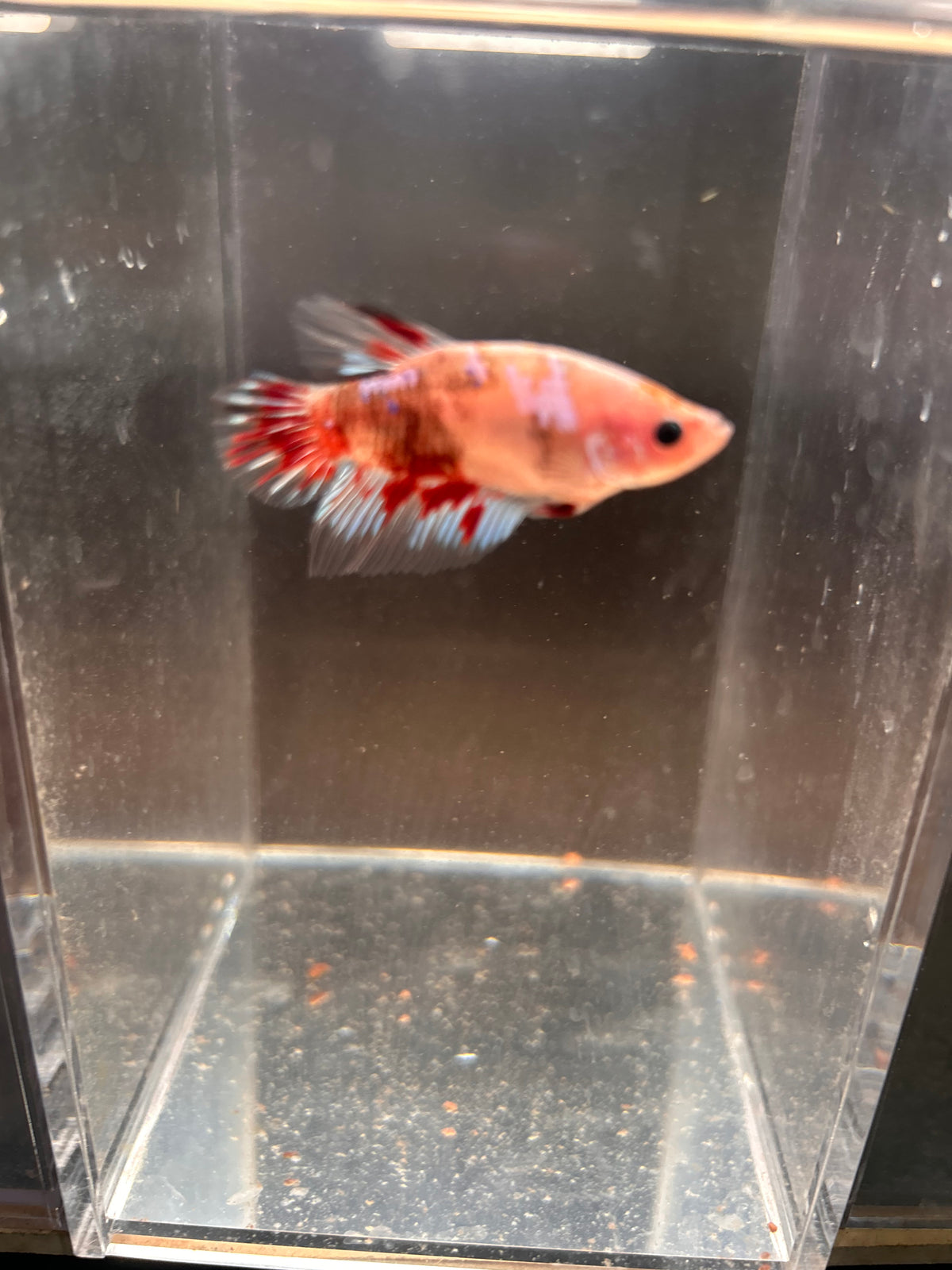 Candy Koi Galaxy Male Betta
