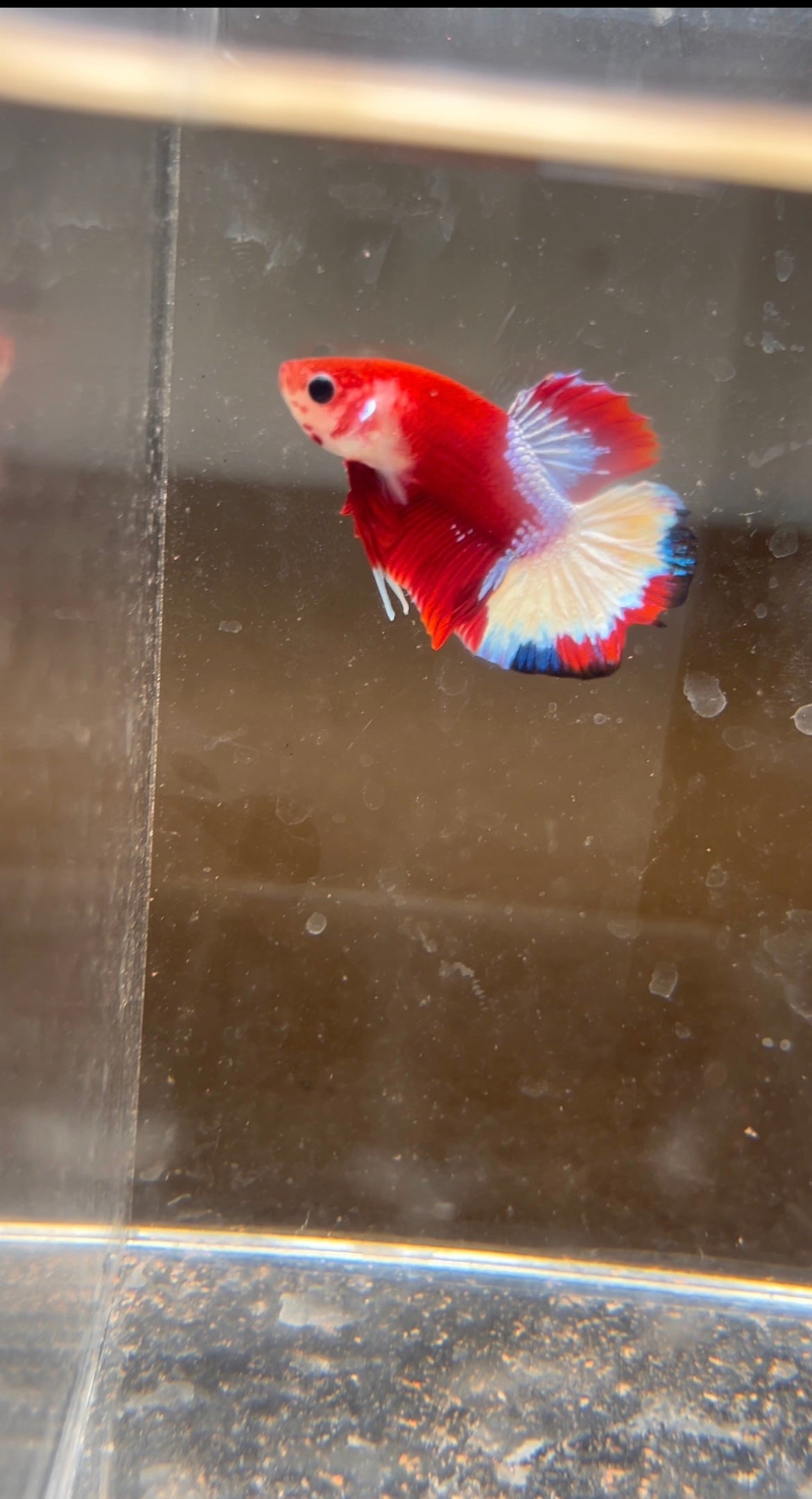 Red Fancy Butterfly Halfmoon Plakat Betta (Male)