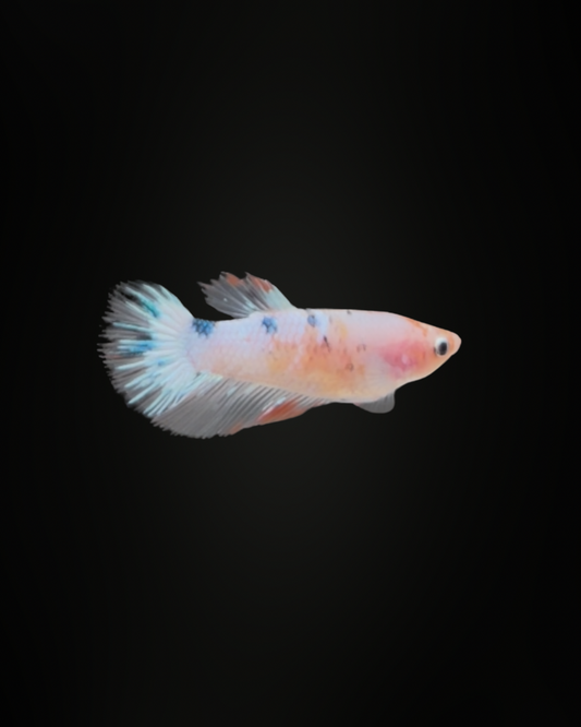 Fancy Koi Plakat Betta (Honey)