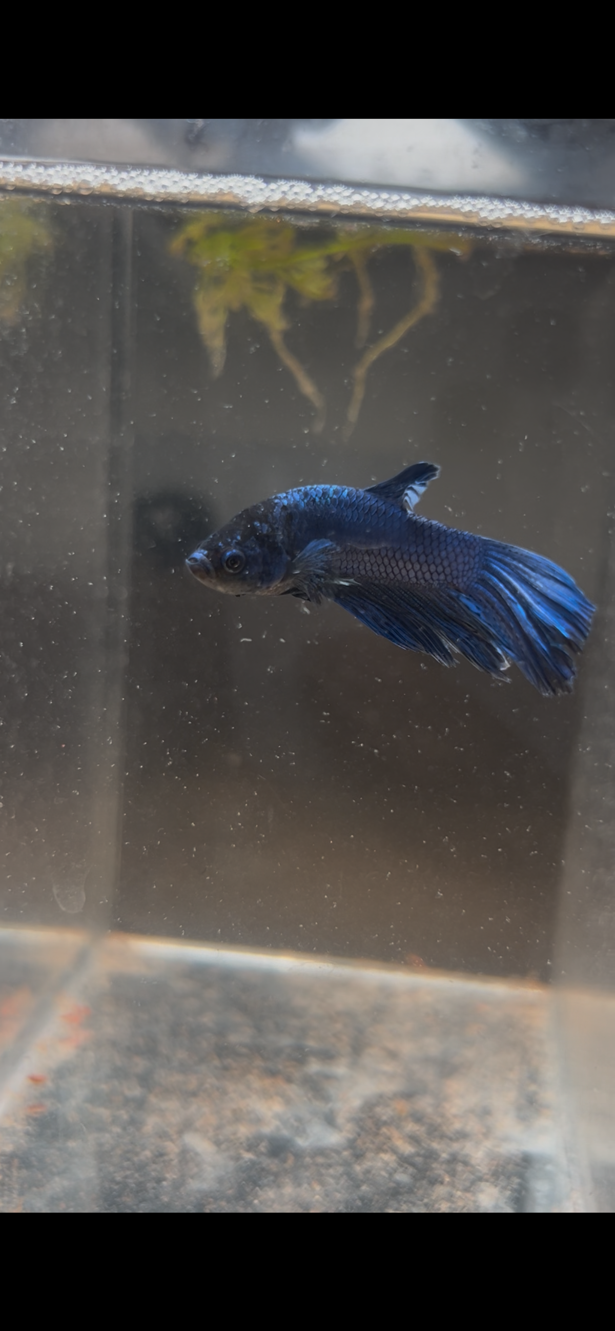Royal Midnight Blue Male Betta