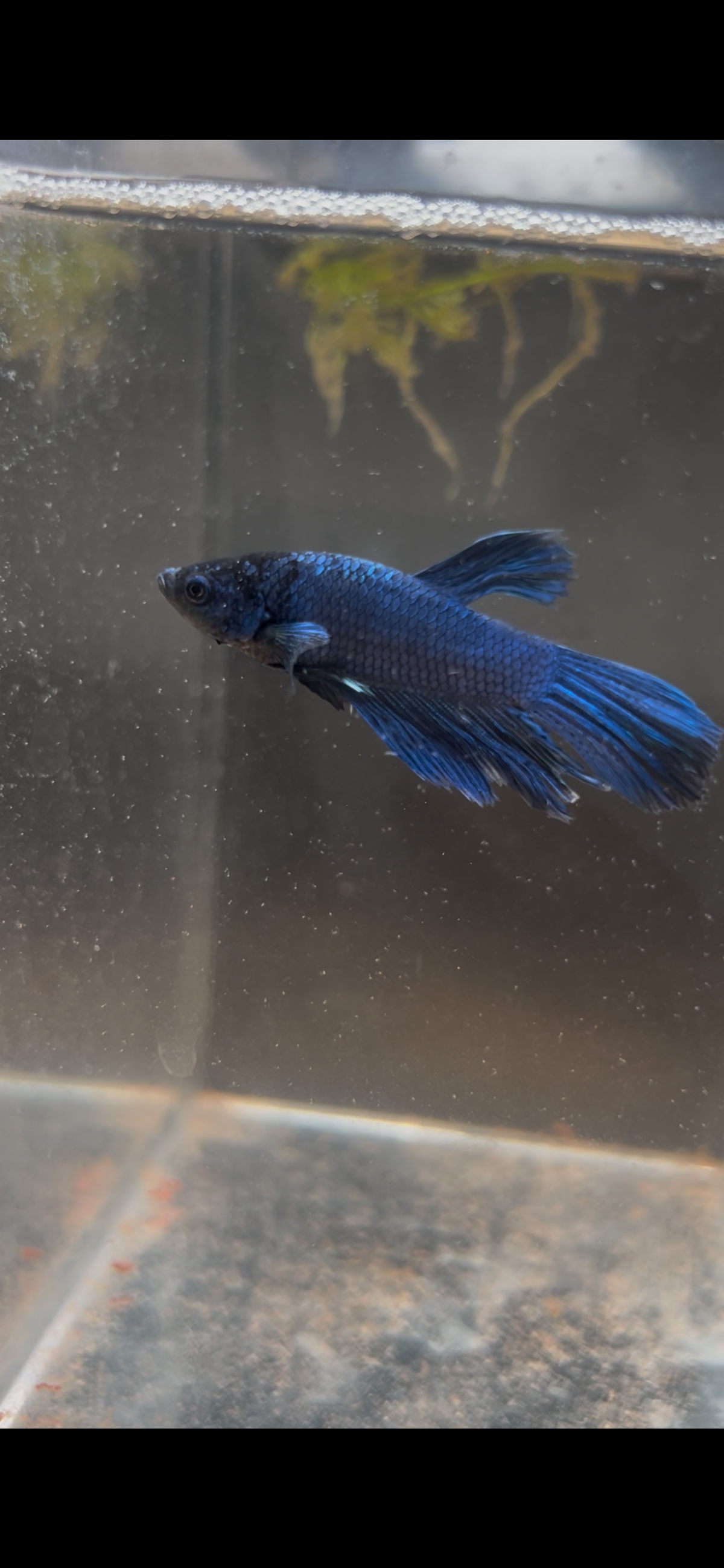 Royal Midnight Blue Male Betta