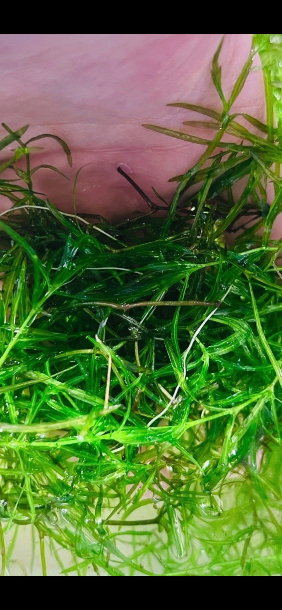 Guppy Grass Live Aquarium Plant – Fast Growing, Snail-Free Fry & Shrimp Shelter