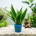 The Aquascapers' Live Potted Plant Bundle (5-Pack Assorted)⁠