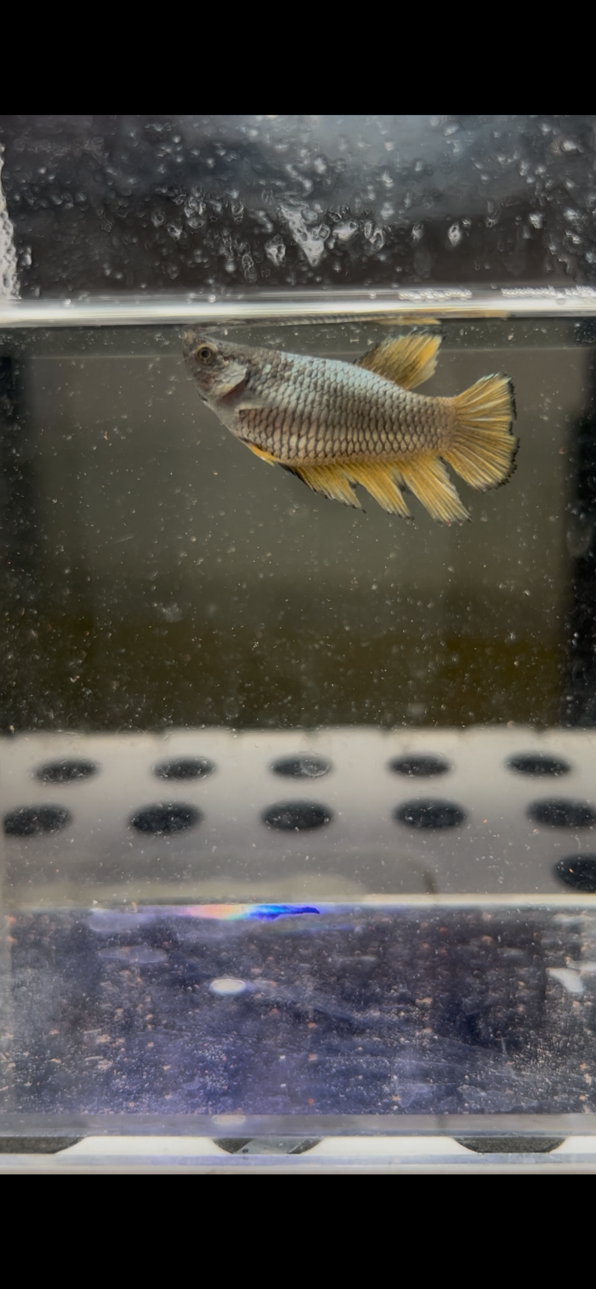 Big Berta (Mustard Gas female)