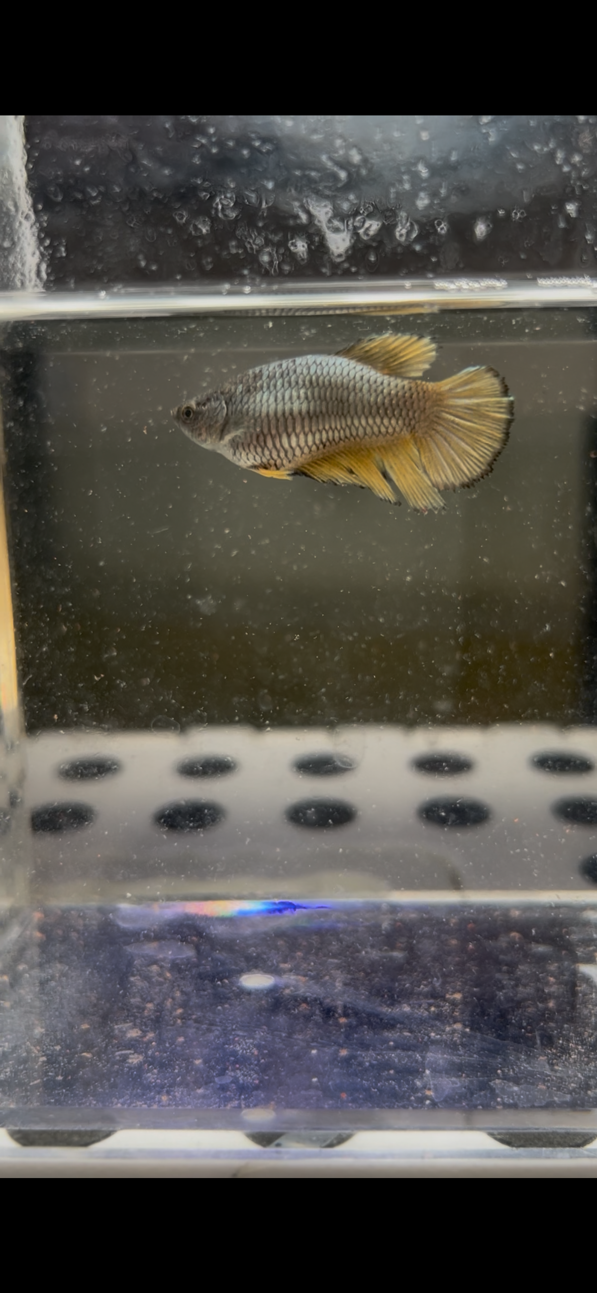 Big Berta (Mustard Gas female)