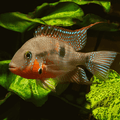[PRE-ORDER] Firemouth Cichlid
