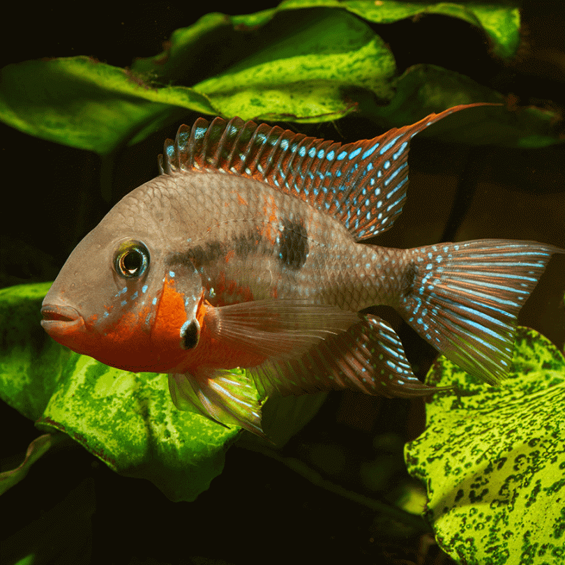 [PRE-ORDER] Firemouth Cichlid