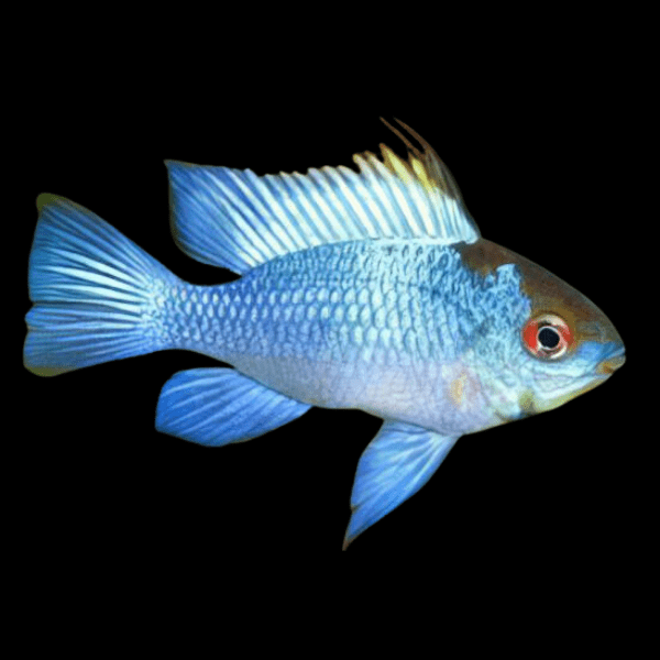 [PRE-ORDER] Electric Blue Ram Cichlid