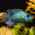 [PRE-ORDER] Electric Blue Acara Cichlid (4cm)
