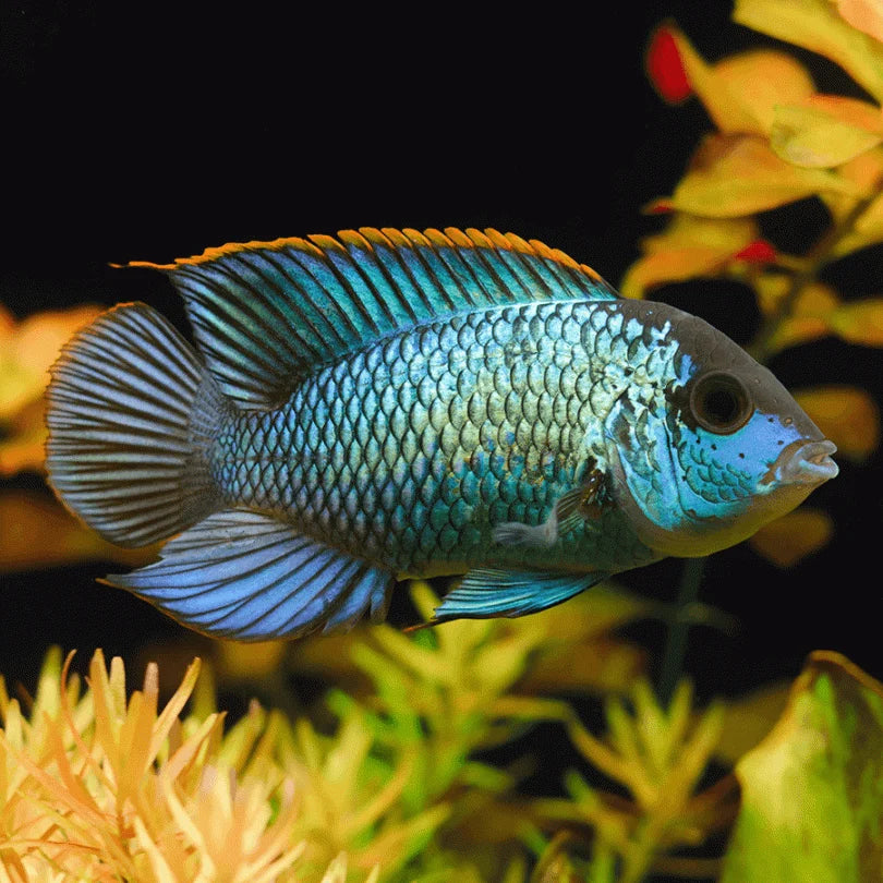 [PRE-ORDER] Electric Blue Acara Cichlid (4cm)