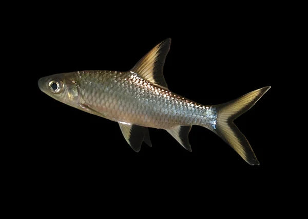 Small Silver Shark (5-6cm)