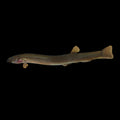 Black Kuhli Loach