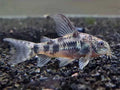Peppered Corydoras