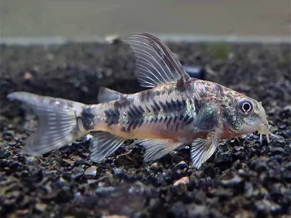 Peppered Corydoras
