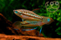 Sparkling / Pygmy Gourami (M)