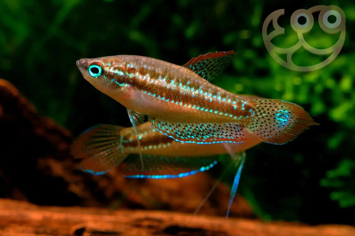 Sparkling / Pygmy Gourami (M)